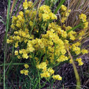 Wavyleaf Sea Lavender (Yellow) Seeds, 200 Seeds