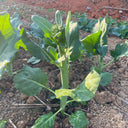 'Jiemei Thick Stem' Chinese Kale Seeds, 20g