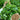 Authentic Shandong Coriander Seeds, 20g