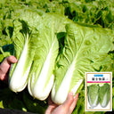 'Fushi' Fast-Growing Chinese Cabbage Seeds, 10g