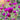 Hezhichun Purple Globe Amaranth Seeds, 1g