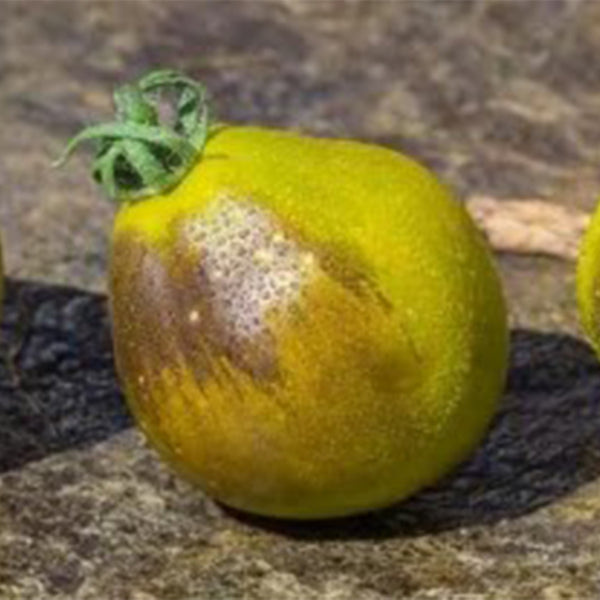 Flanders Contrast Tomato, 5 Seeds