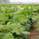 Burdock Seeds, 10g