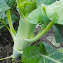 'Jiemei' Big-Stem Chinese Kale Seeds, 10g