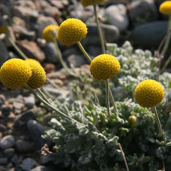 Toothache Plant Seeds, 100 Seeds