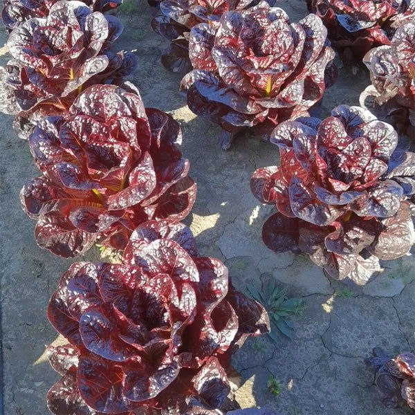 Purple Leaf Romaine Lettuce Seeds, 3g