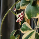 Hoya kerrii 'Albomarginata', 3 Cuttings