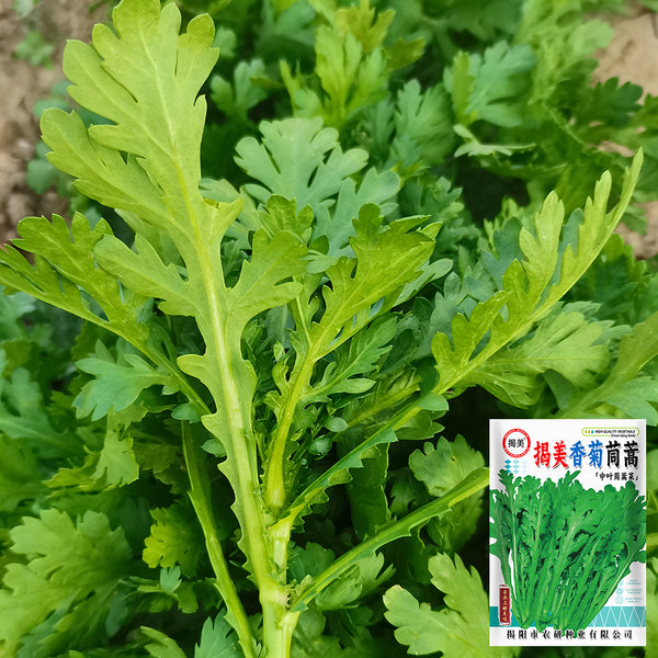 Jiemei Xiangju Garland Chrysanthemum Seeds, 10g