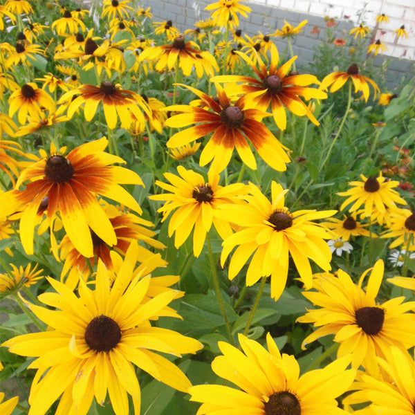 Hezhichun Tall Black-eyed Susan Seeds, 1g