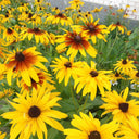 Hezhichun Tall Black-eyed Susan Seeds, 1g