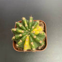 Echinopsis subdenudata Variegata Live Cactus