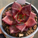 Echeveria cv. 'Robin', 2pcs x 1-head