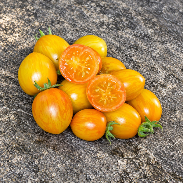 545 Tigret Yellow Tomato, 5 Seeds