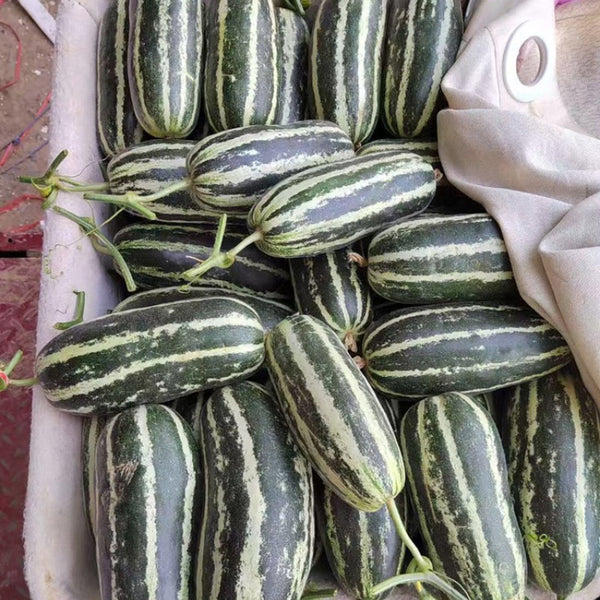 'Boyang No.9' Sesame Honey Melon, 500 Seeds