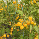 672 Bianca Tomato, 5 Seeds