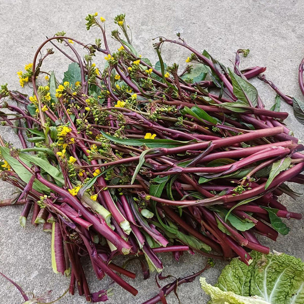 'Bright Red 65' Flowering Stalk Seeds, 5g