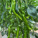 Screw Pepper No. 1209 Seeds, 100 Seeds