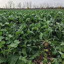 Giant Turnip Seeds, 10g