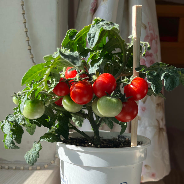Siberian Mini Greenhouse Tomato Seeds, 5 Seeds