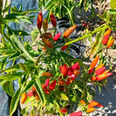 Colorful Chaotian Pepper Seeds, 100 Seeds