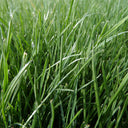 Turf-Type Tall Fescue Seeds, 50 Grams ≈ 20000 Seeds