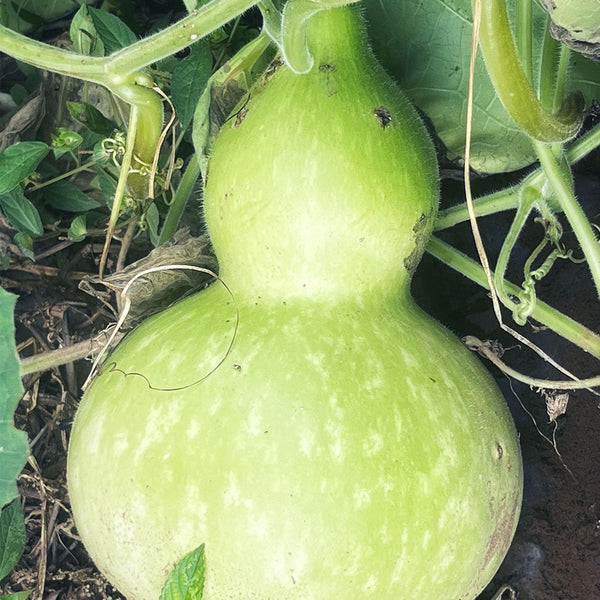 Hezhichun Giant Bottle Gourd, 10 Seeds
