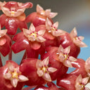 Hoya ilagiorum, 5 Cuttings