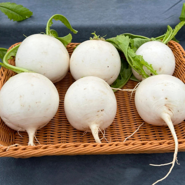Large Round White Radish F1 Seeds, 10g