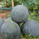 'Black Landmine' Watermelon Seeds