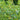 Shoo-Fly Plant, 300 Seeds