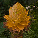 Ground Burst Golden Lotus, 30 Seeds