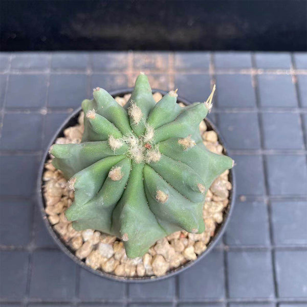 Ferocactus glaucescens f. nuda