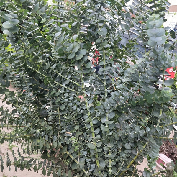 Small Coin Leaf Eucalyptus, 200 Seeds