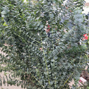 Small Coin Leaf Eucalyptus, 200 Seeds
