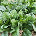 Shengdanbo 3108 Prostrate Spinach Seeds, 20g