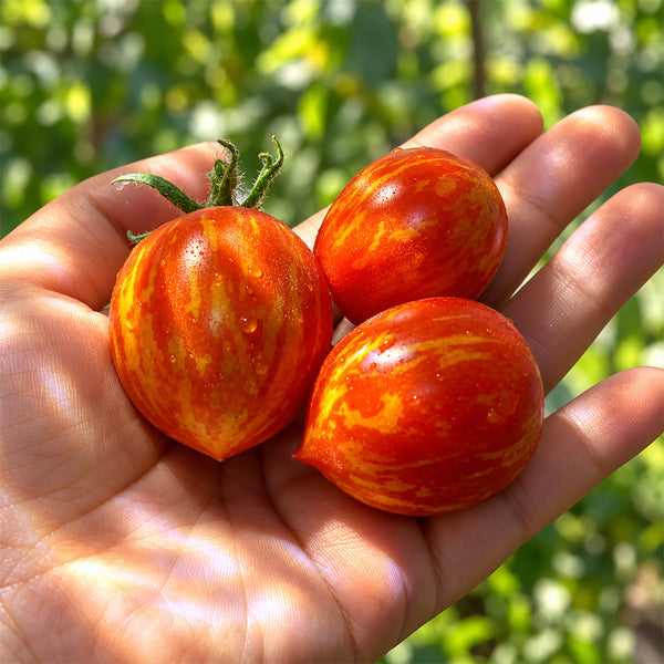 132 Fuzzy Wuzzy Tomato, 5 Seeds