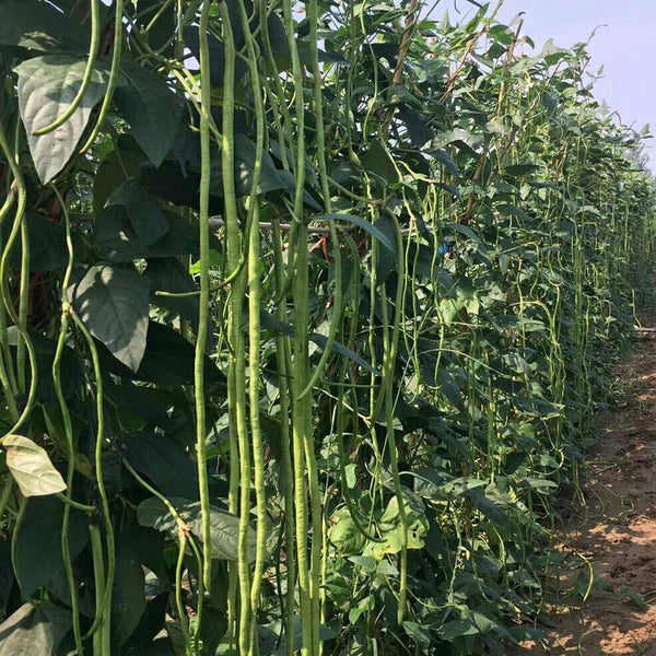Jiaduobao Yardlong Bean, 30g