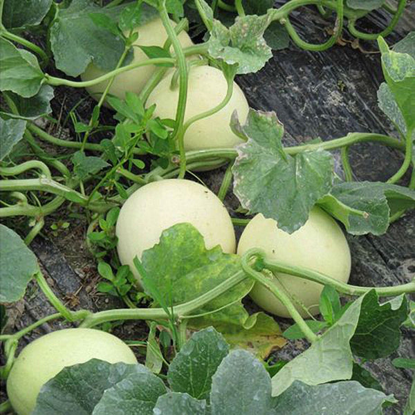 White Honey Jar Melon Hybrid Seeds, 30 Seeds