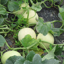 White Honey Jar Melon Hybrid Seeds, 30 Seeds