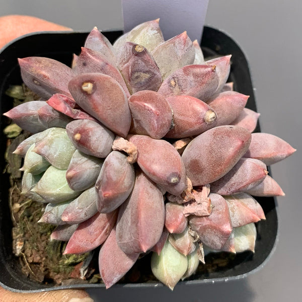 Echeveria cv. 'Illusion', 3pcs x 1-head