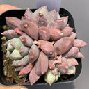 Echeveria cv. 'Illusion', 3pcs x 1-head