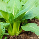 Shanghai Bok Choy Seeds, 10g