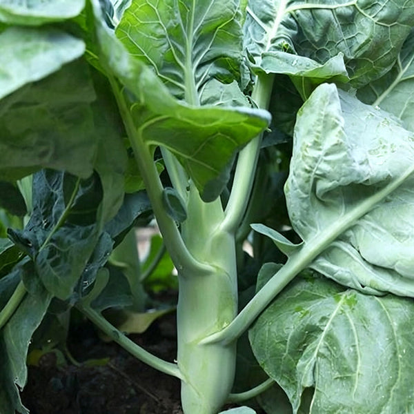 'Jiemei Improved Xianggu' Chinese Kale Seeds, 10g