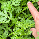 'Emperor's Vegetable' Seeds, 10g