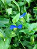 Asiatic Dayflower