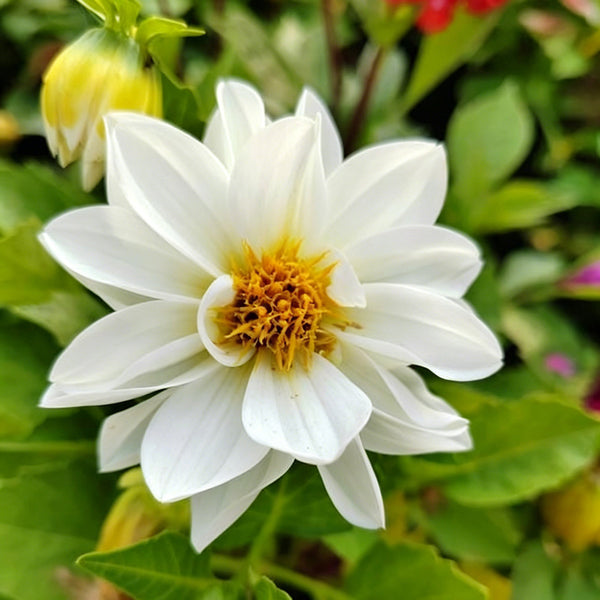 Dwarf Dahlia, 1g