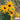 Hezhichun Dwarf Black-eyed Susan Seeds, 1g