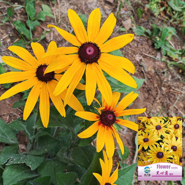 Hezhichun Dwarf Black-eyed Susan Seeds, 1g