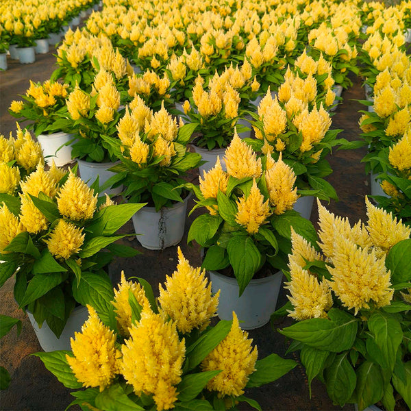 Hezhichun Yellow Feathered Cockscomb Seeds, 1g