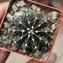 Gymnocalycium hybrid 'Rib Peony', 3-4cm